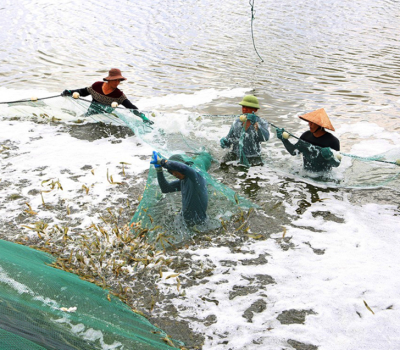 Đảm bảo an toàn thủy sản mùa mưa bão