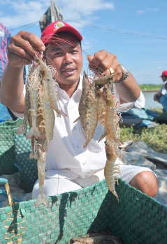 Description: http://www.baocamau.com.vn/database/image/2014/11/09/tom.jpg